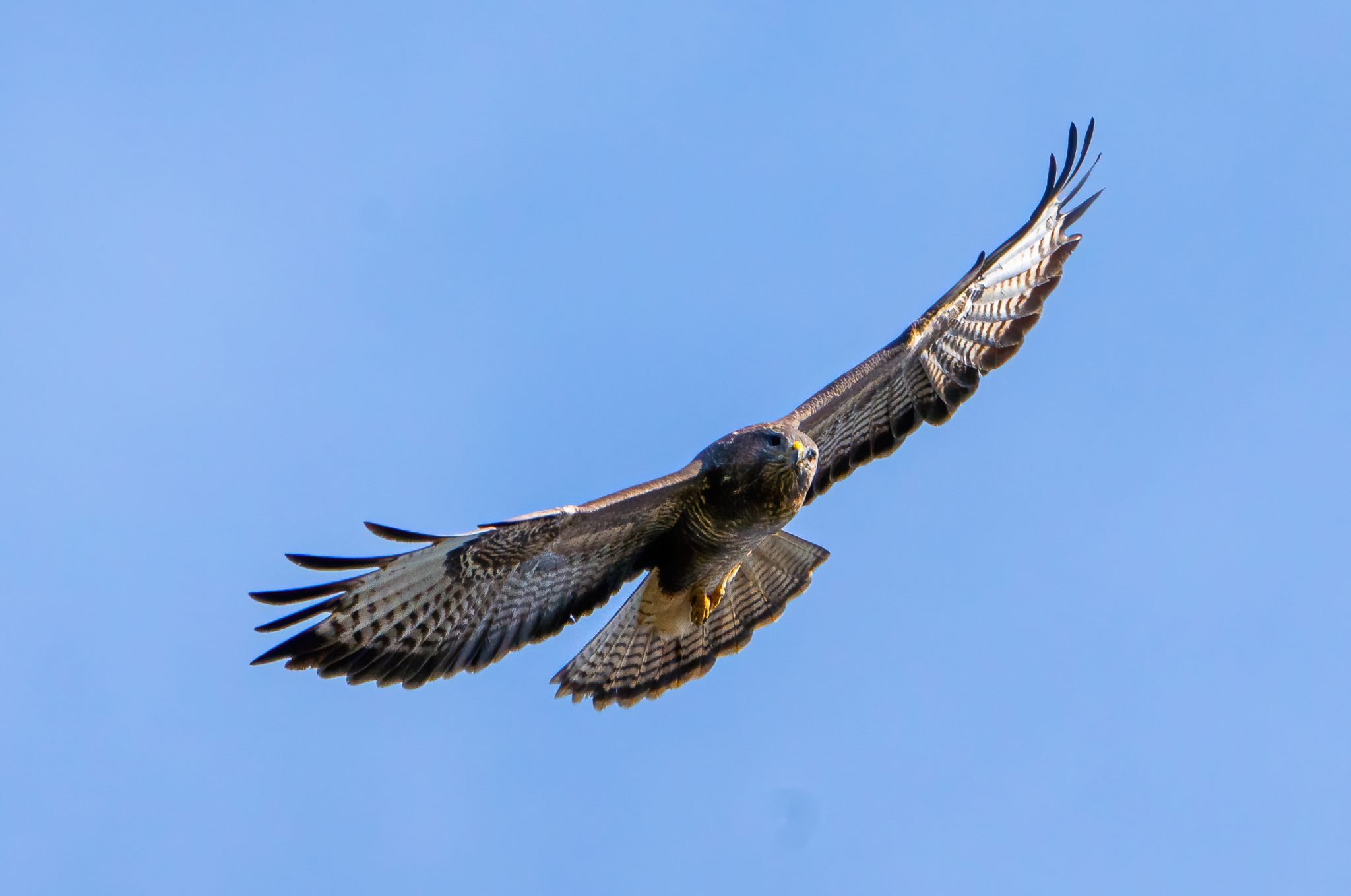 Buizerd