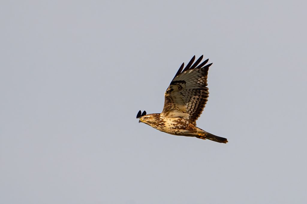 Buizerd