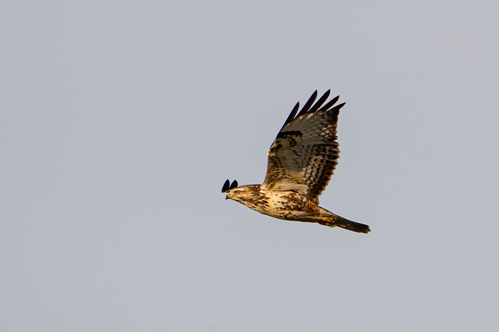 Buizerd
