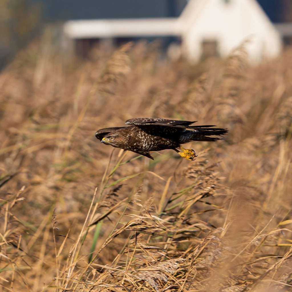 Buizerd