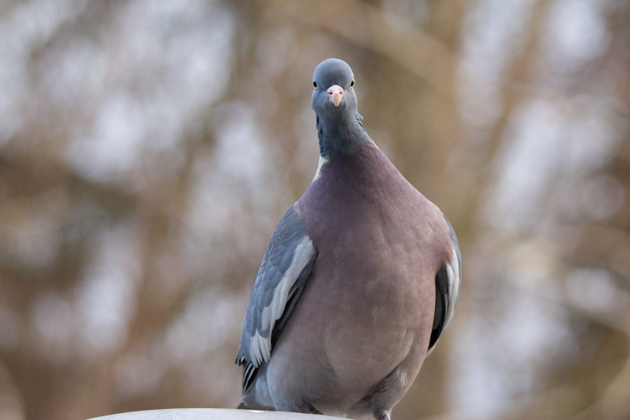 Houtduif