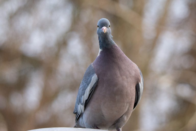 Houtduif