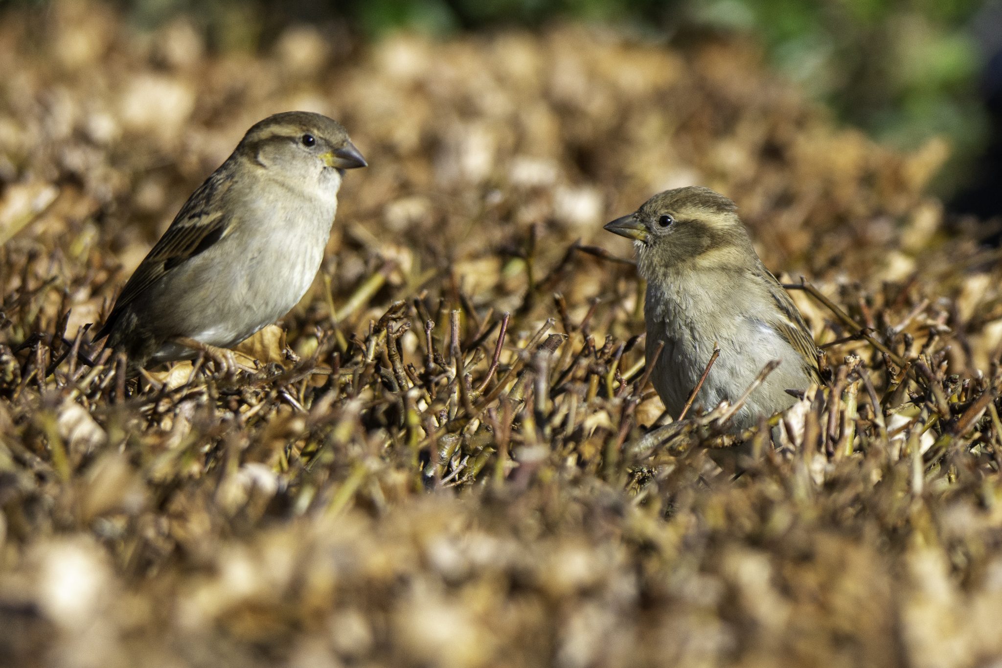 Huismus