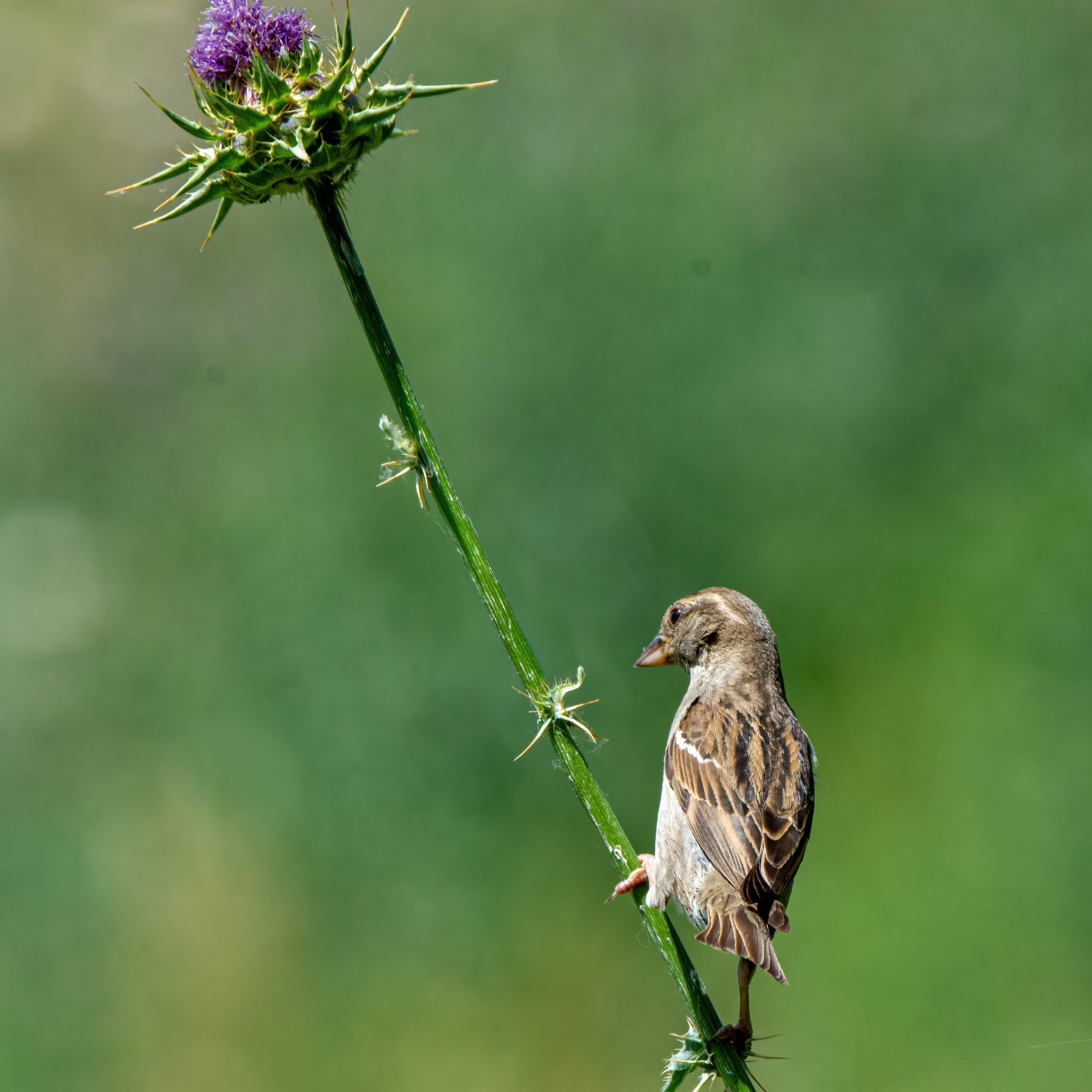 Huismus