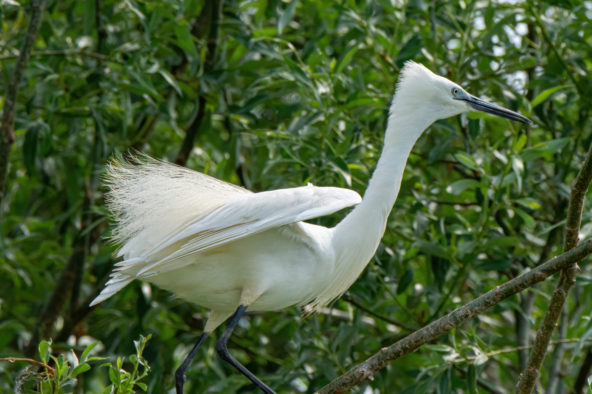 Kleine zilverreiger