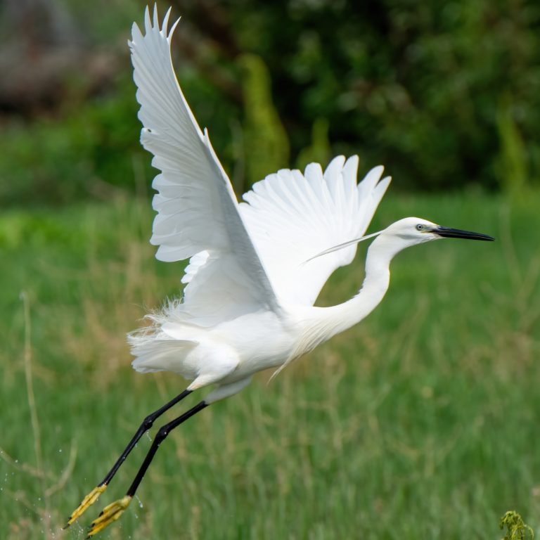 Kleine zilverreiger