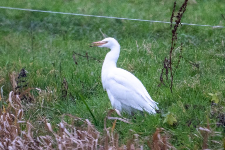 Koereiger