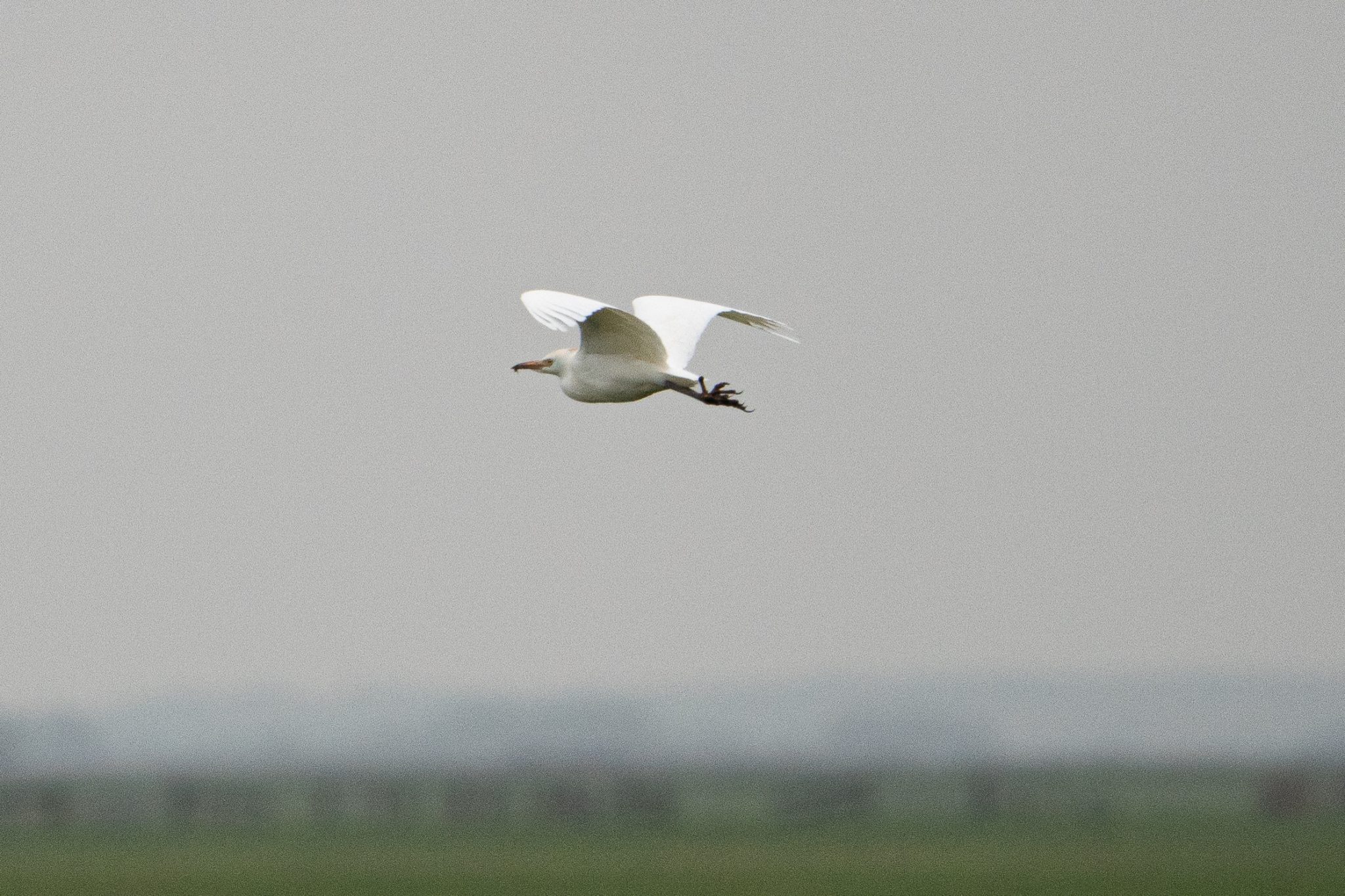 Koereiger