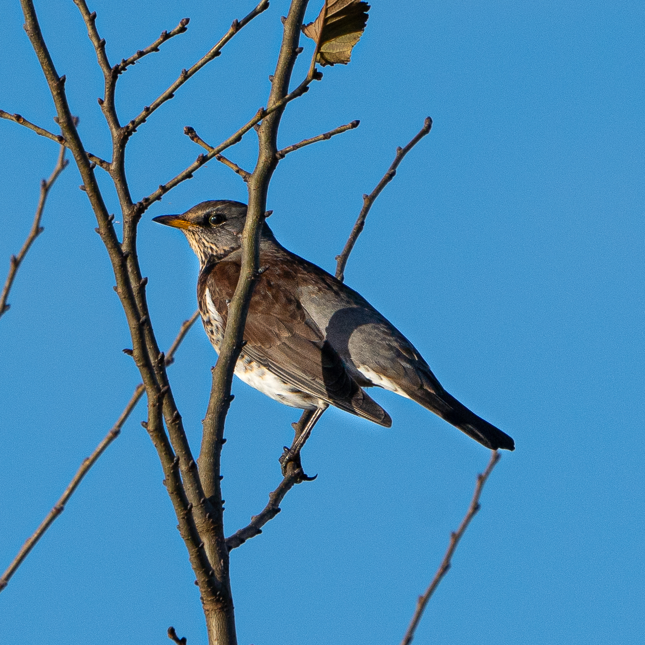 Kramsvogel