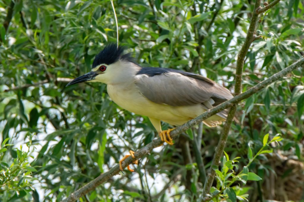 Kwak