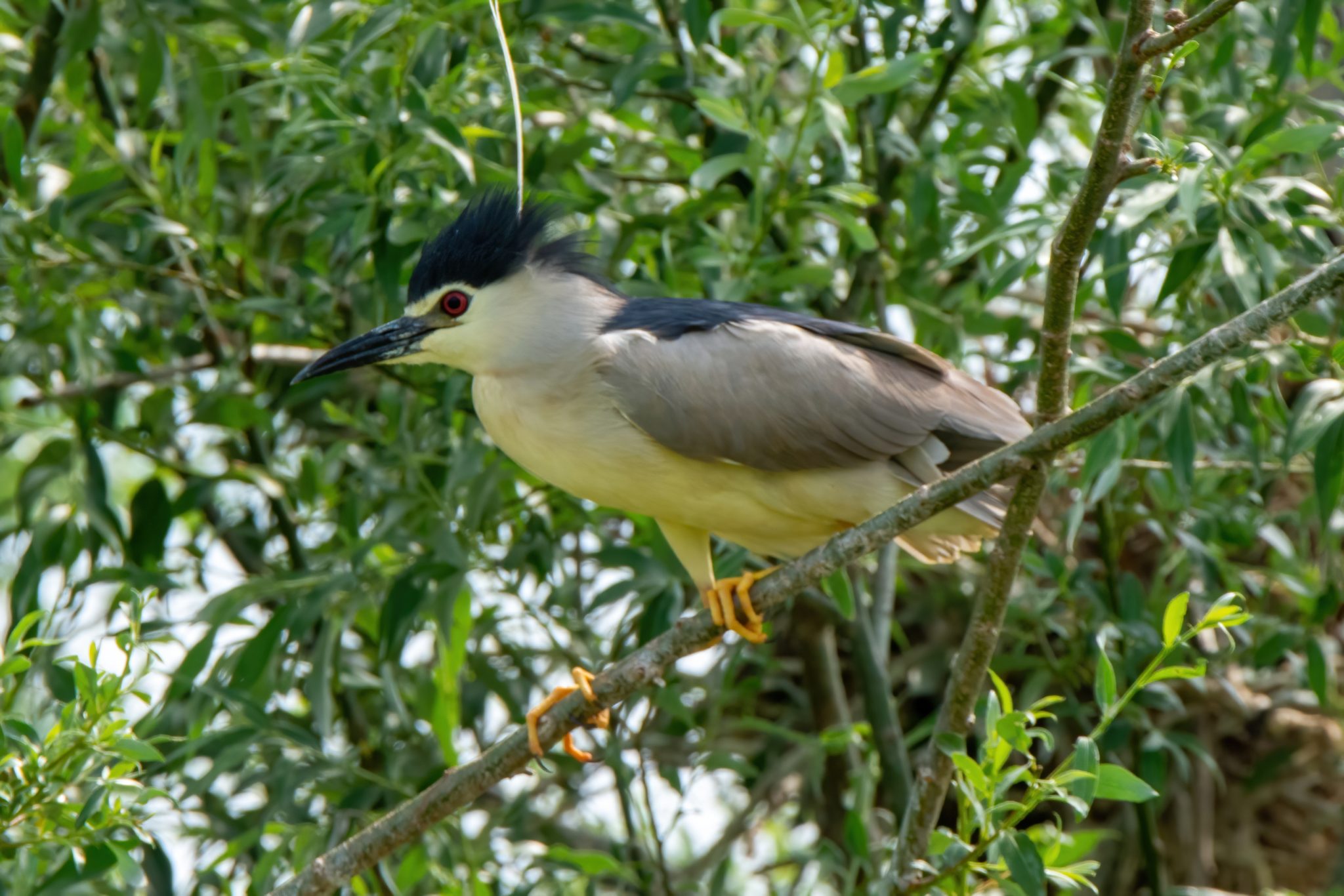 Kwak