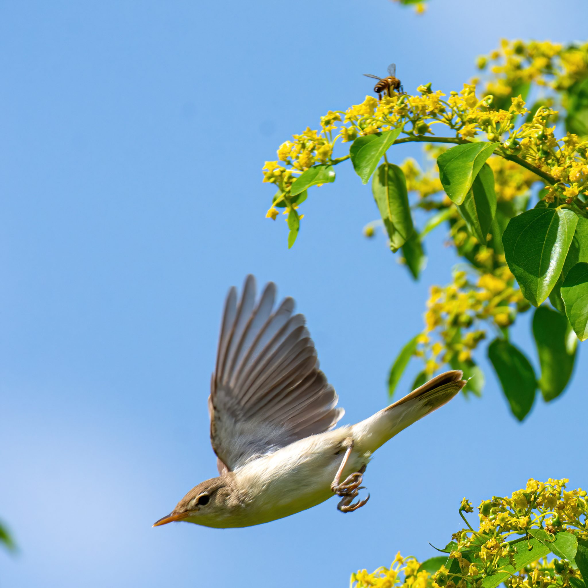 Oostelijke vale spotvogel