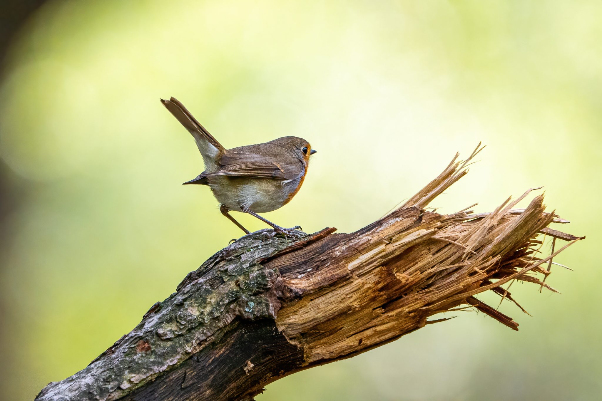 Roodborst
