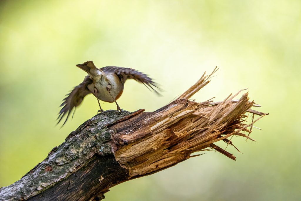 Roodborst