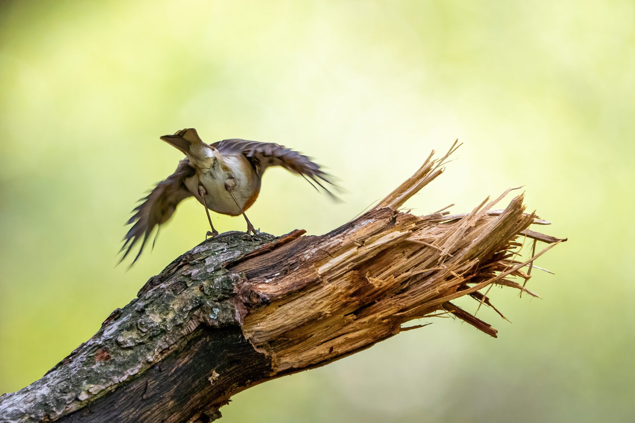 Roodborst