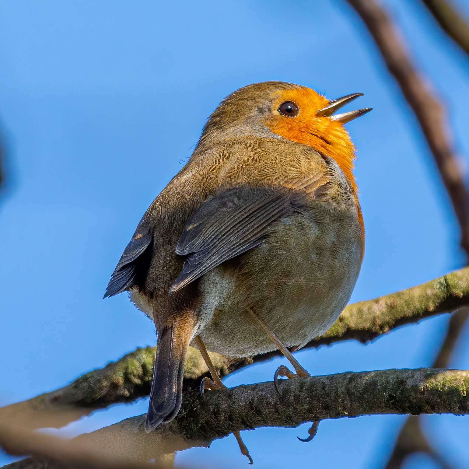 Roodborst