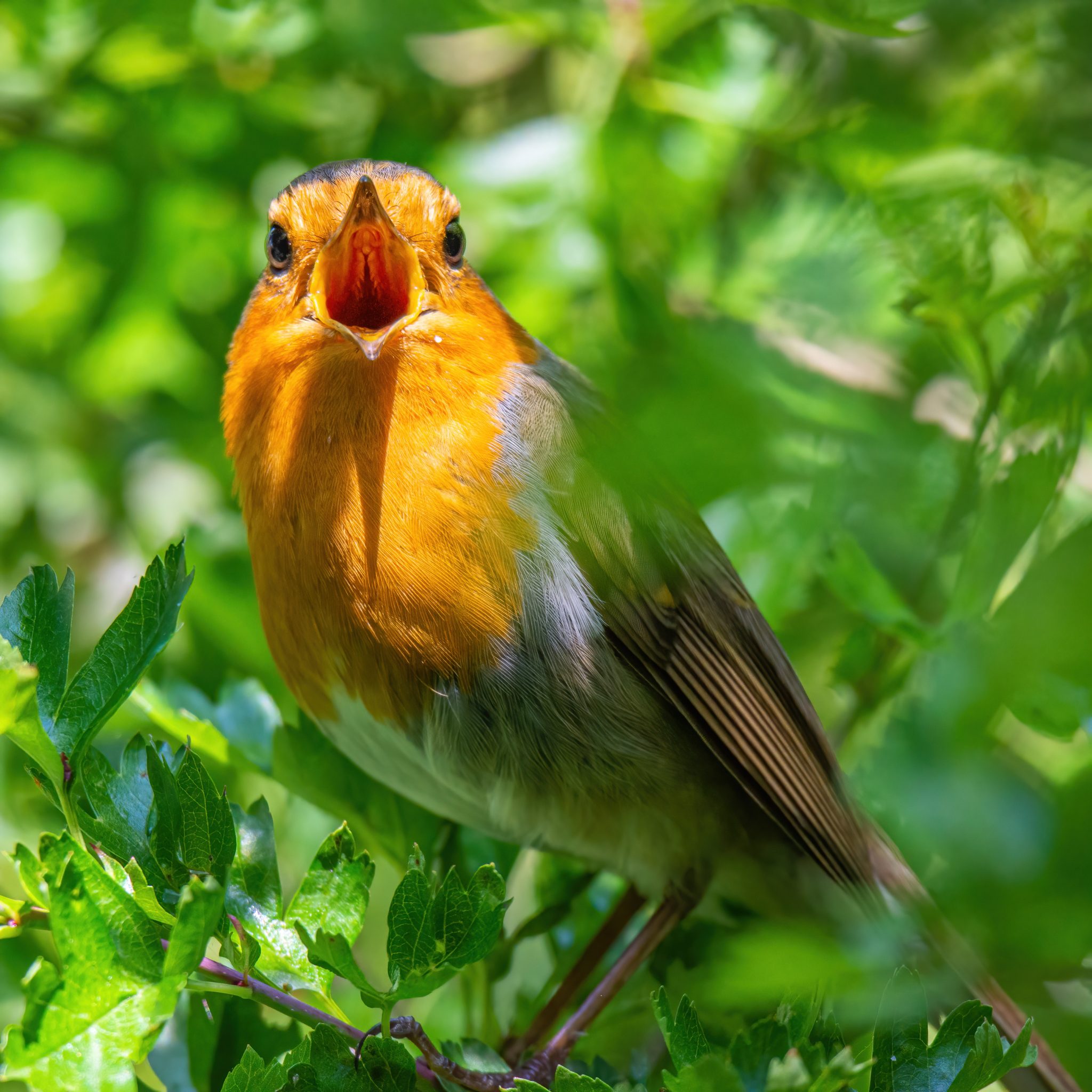 Roodborst