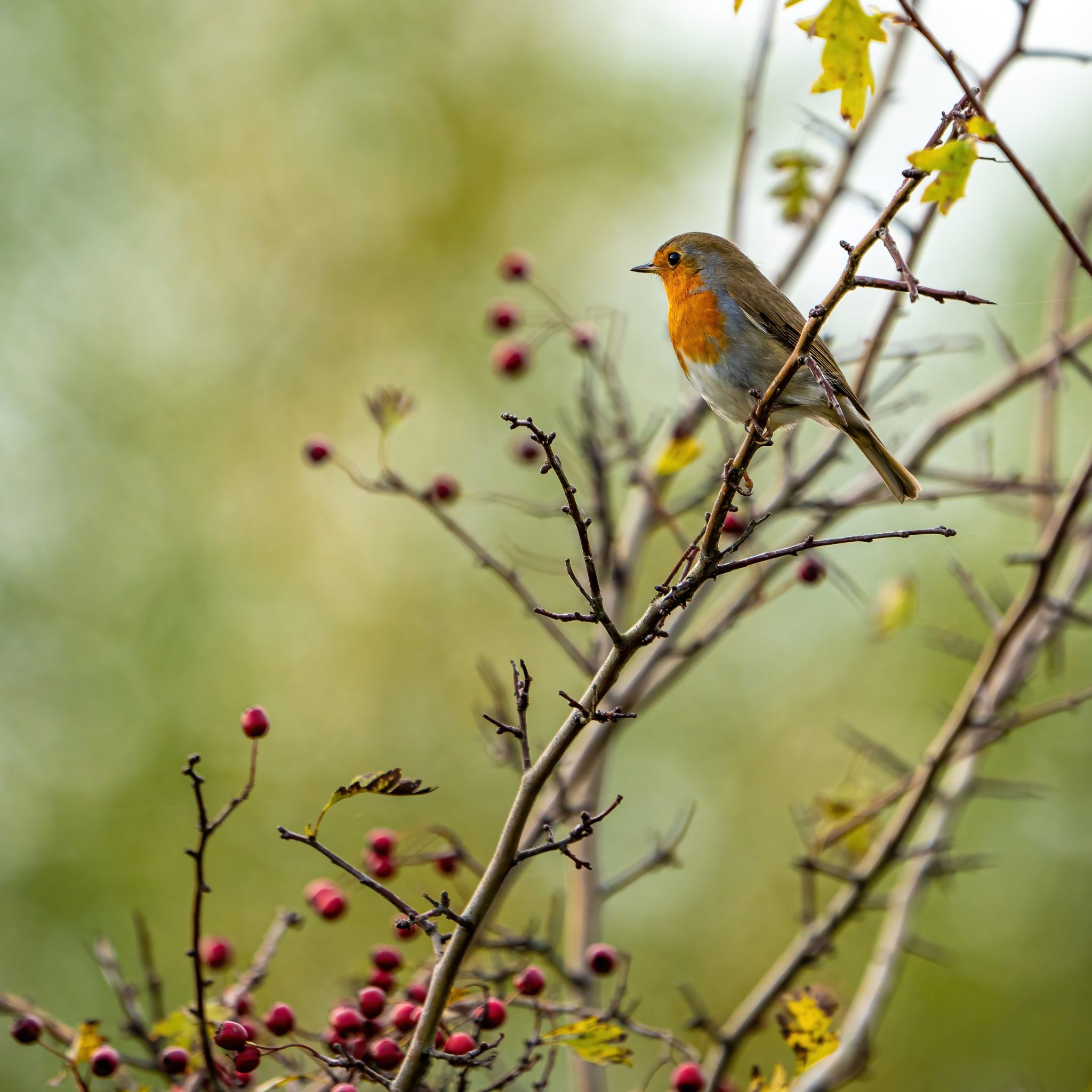 Roodborst