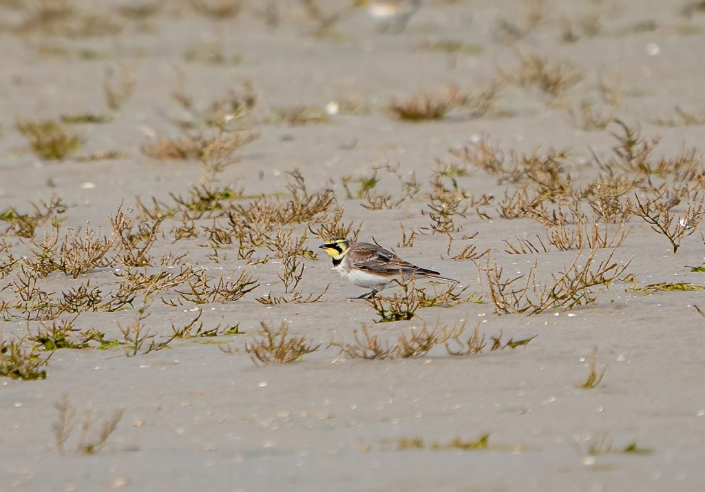 Strandleeuwerik