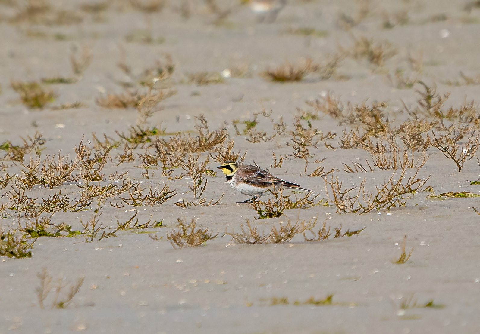 Strandleeuwerik