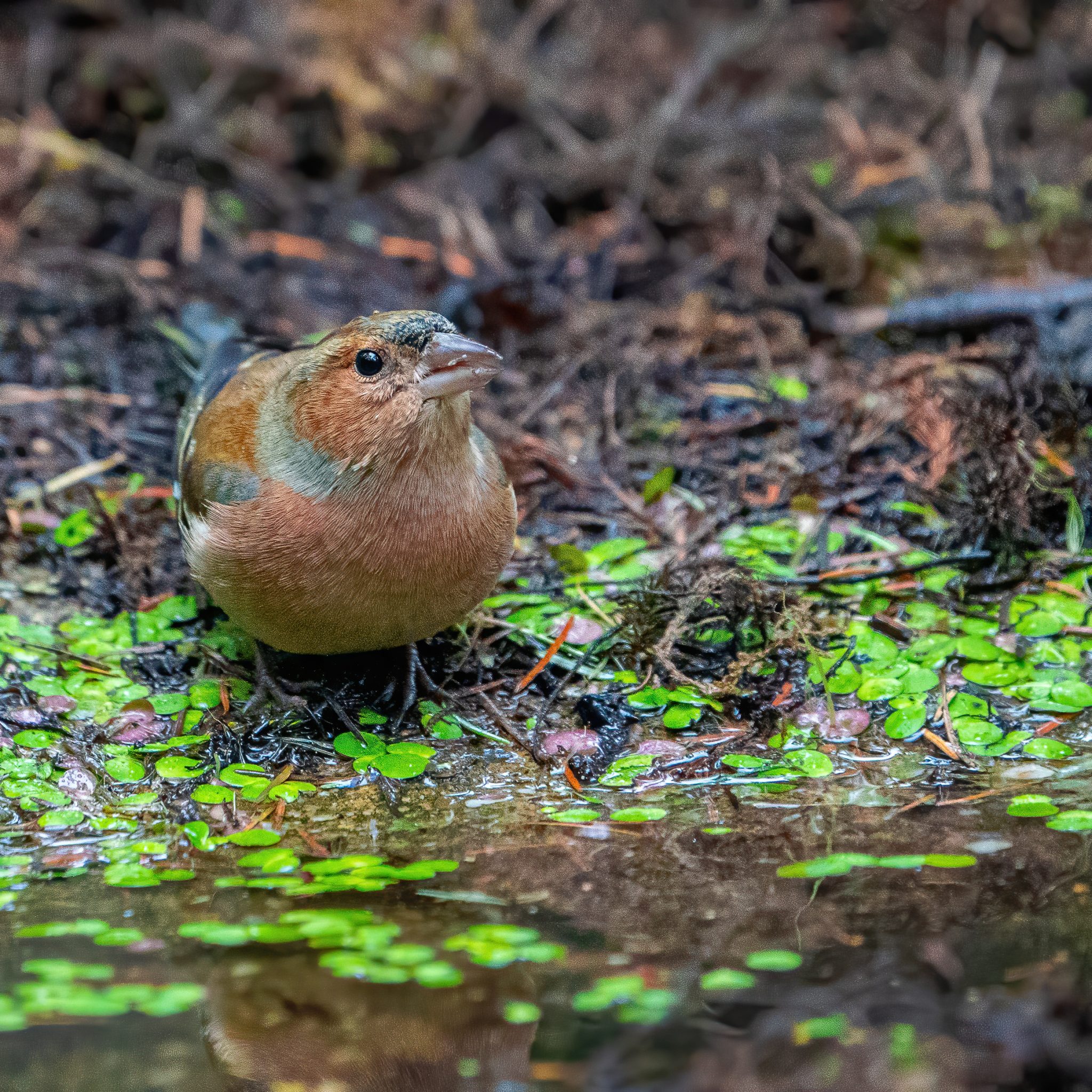 Vink