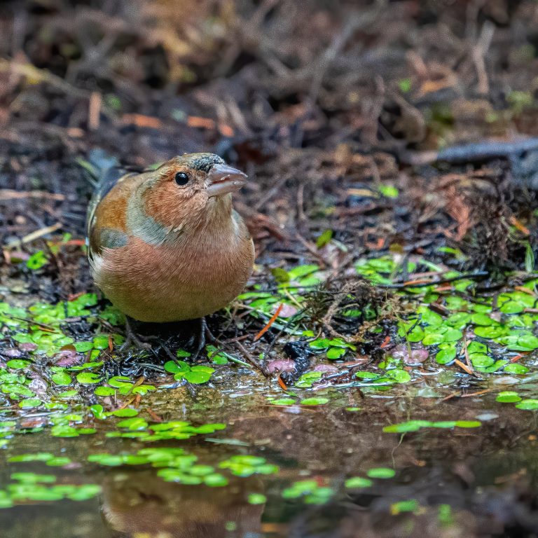 Vink