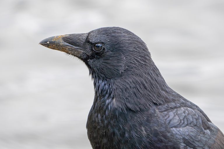 Zwarte kraai