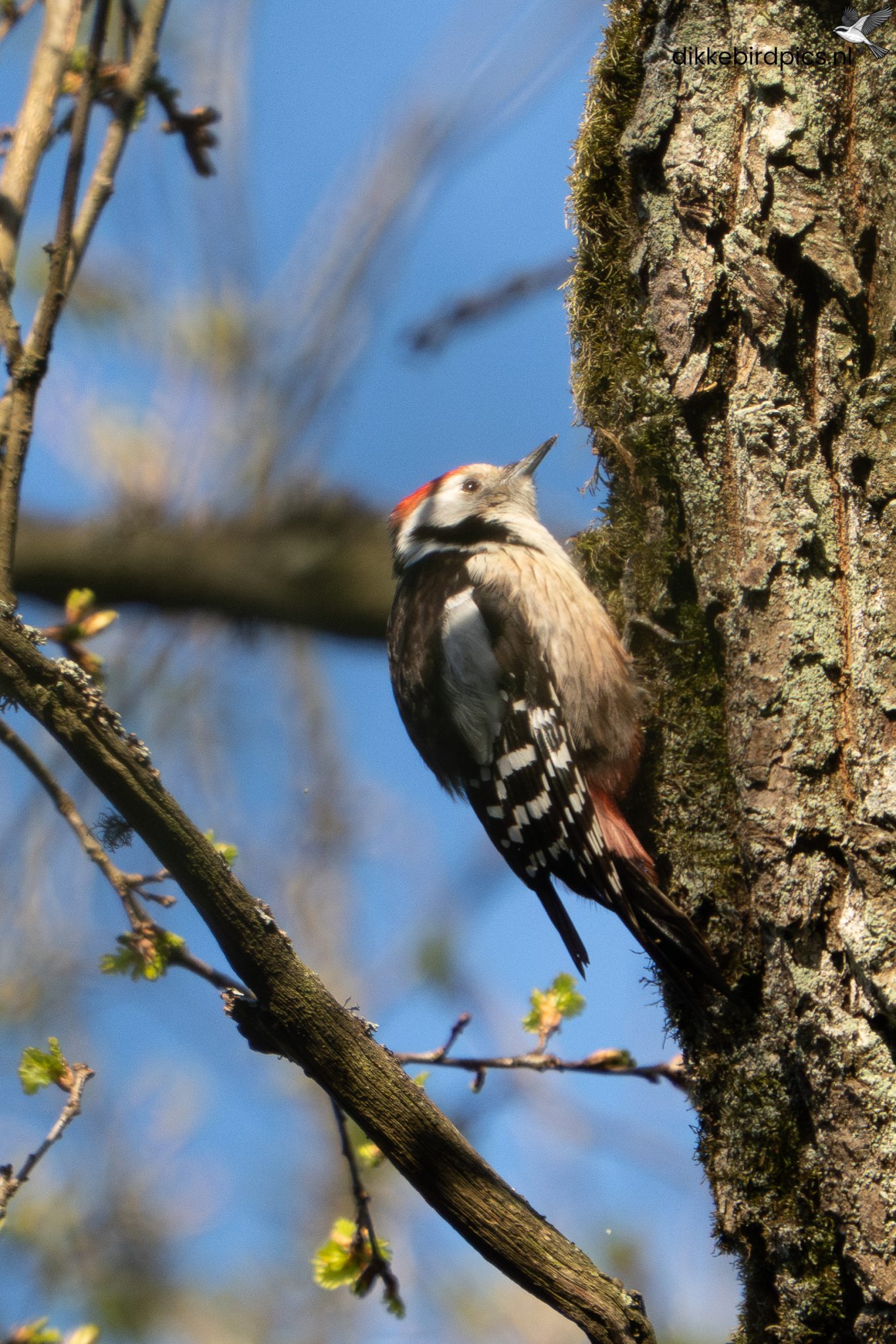Middelste bonte specht