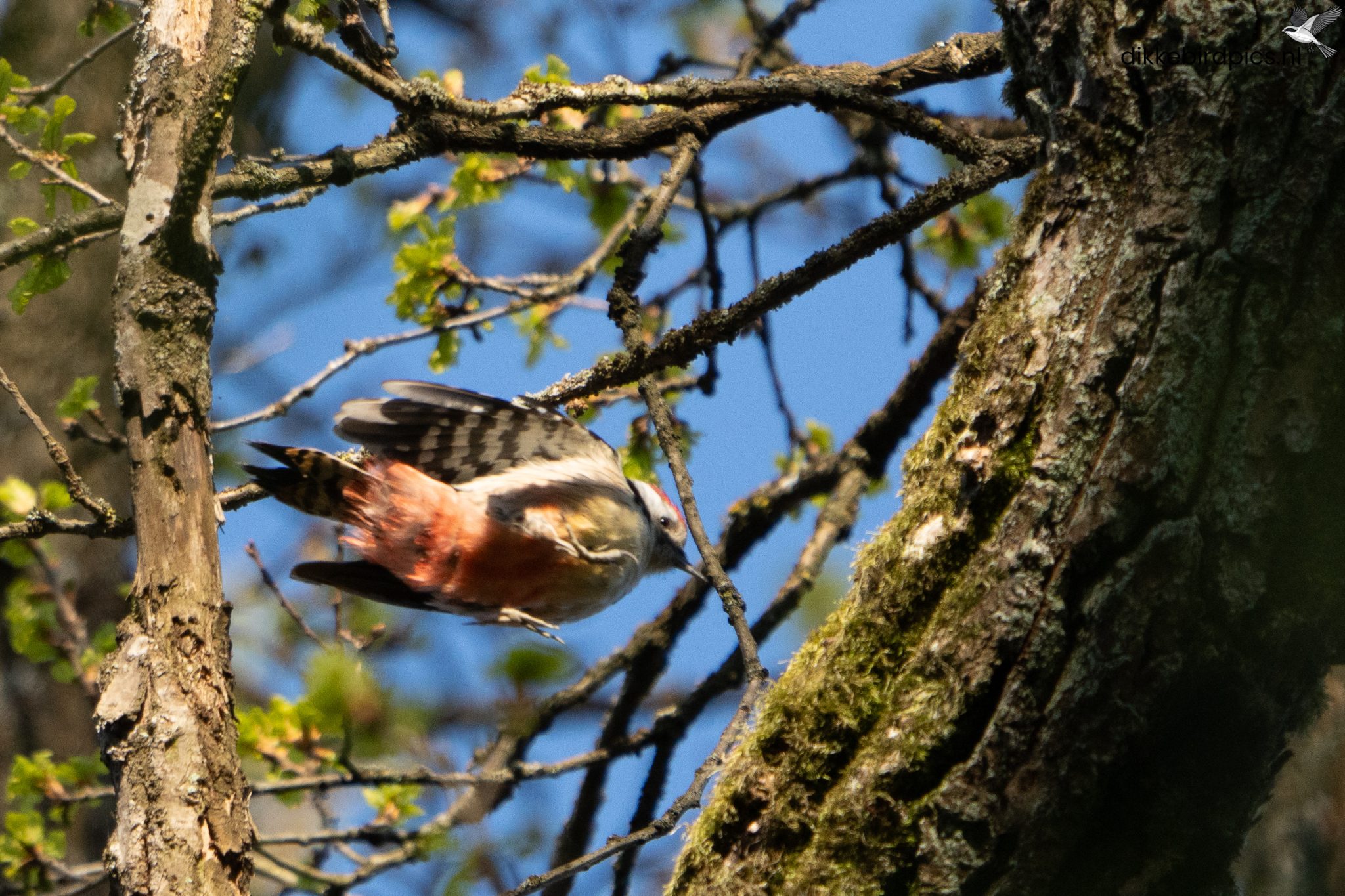 Middelste bonte specht