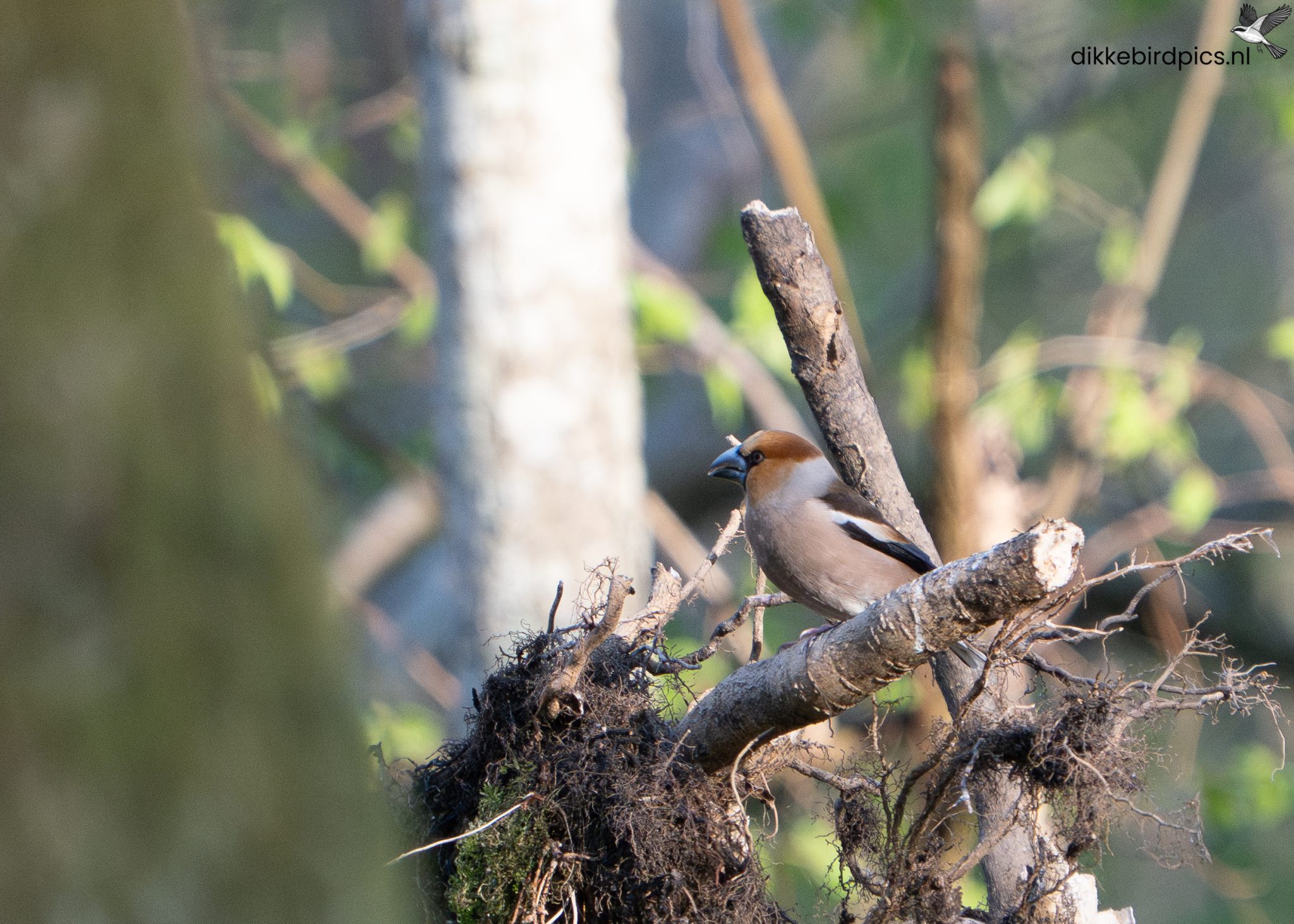 Appelvink